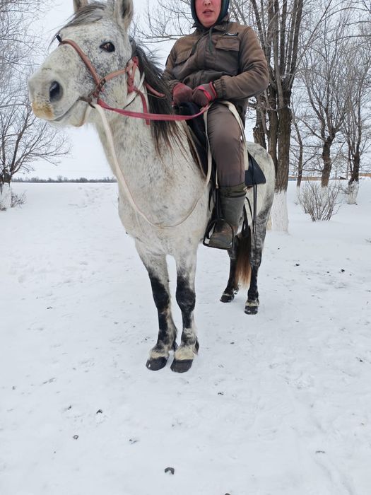 7 лет жеребец обмен