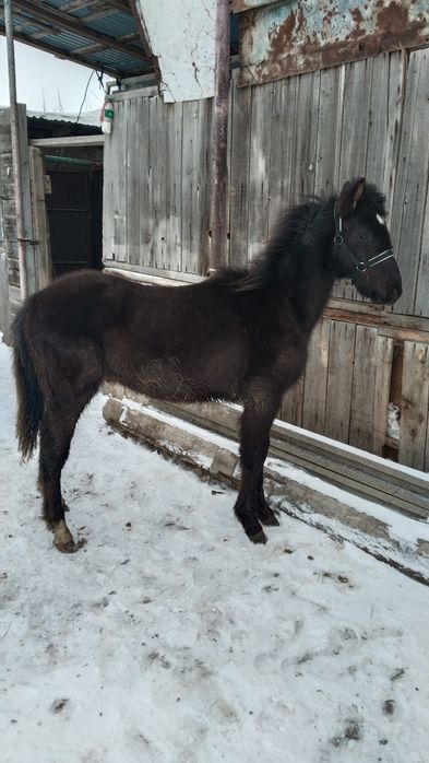 Жабағы еркек   ыюыж