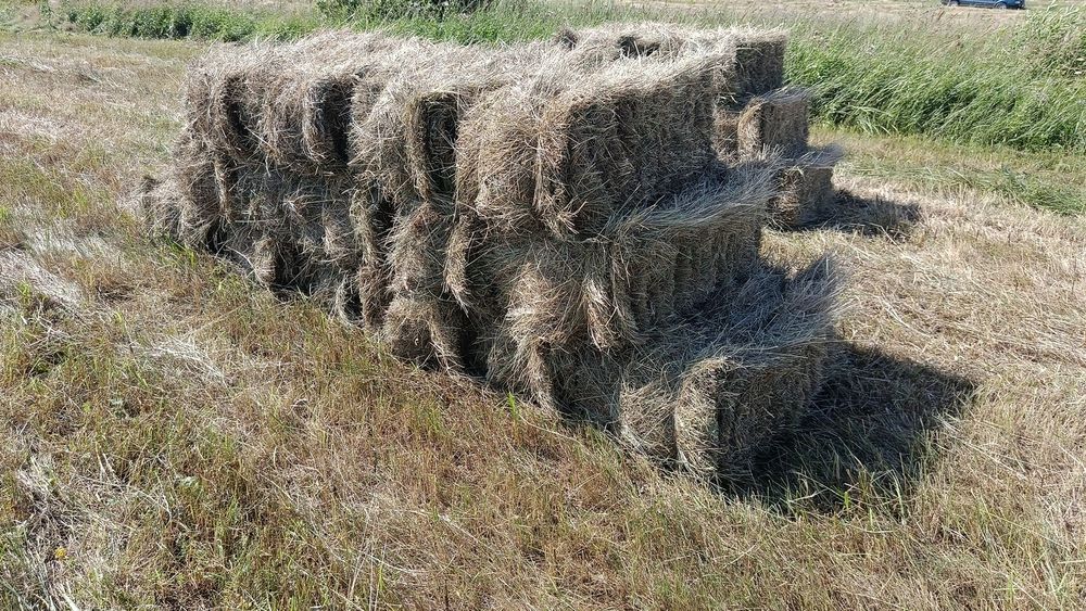 Продам сено 1300