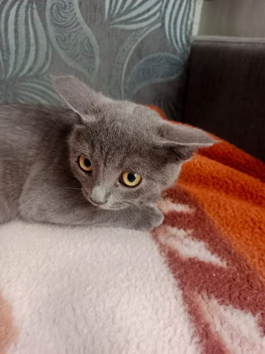 Отдам хороших котят