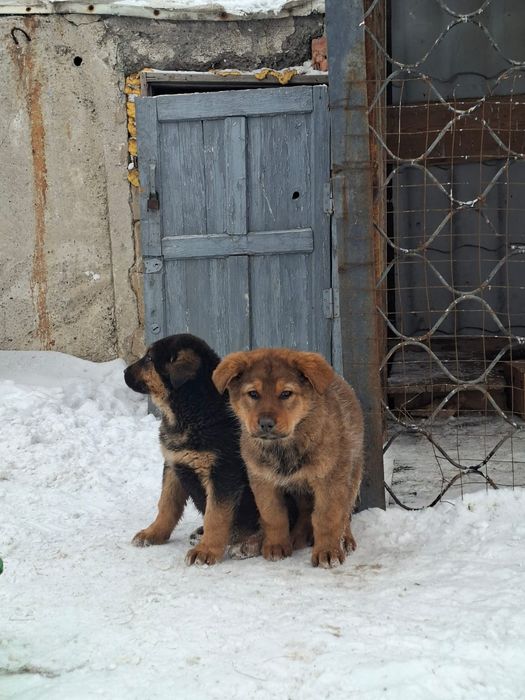 Щенки овчарки и алабая