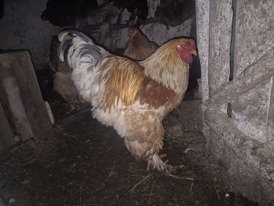 Vand cocosi tineret(6 luni) brahma columbia lemon, australorp