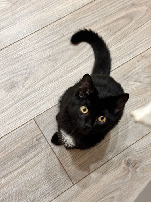 Черная кошка,девочка