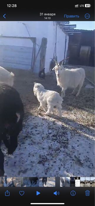 Продается мясо козы ешки ети сатылады