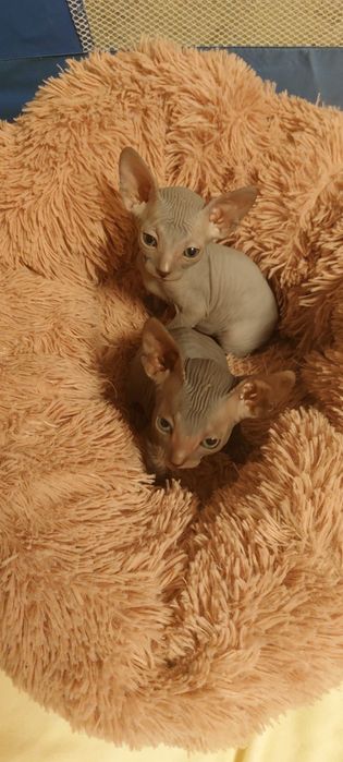 Котята Конадского Сфинкса