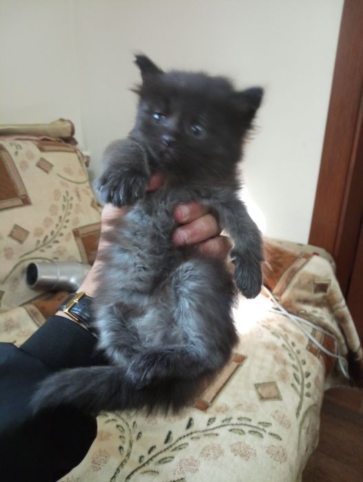 Котята  Крысоловы