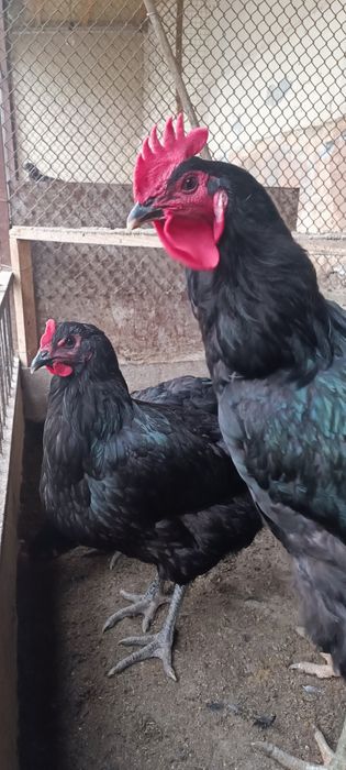 Инкубатор учун кора шахзода тухумлари сотилади