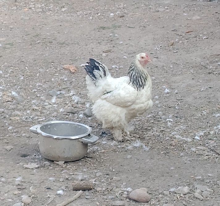 Продам курицу брамы