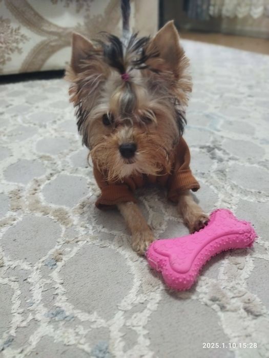 Продам терьер щенка йорки