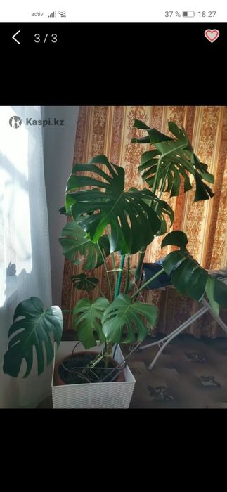 Продам цветок Монстера