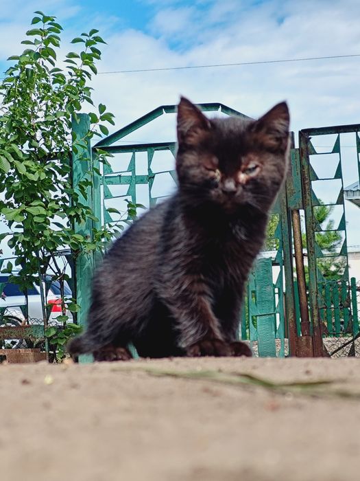 Отдам котят в хорошие руки