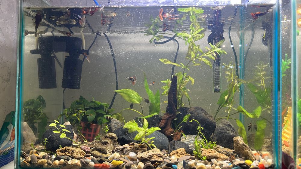 Готовый аквариум (комплектованный)