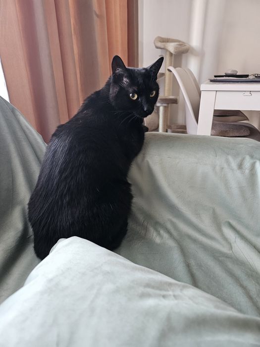 Donez pisica neagra