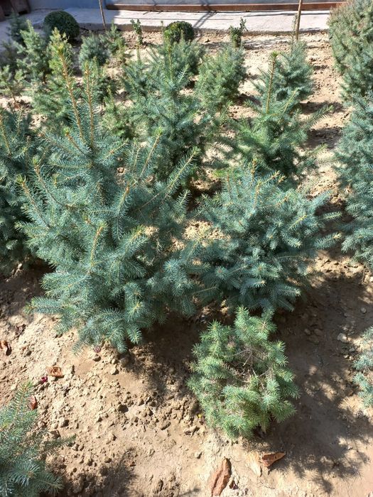 Арча сотилади голубой ель