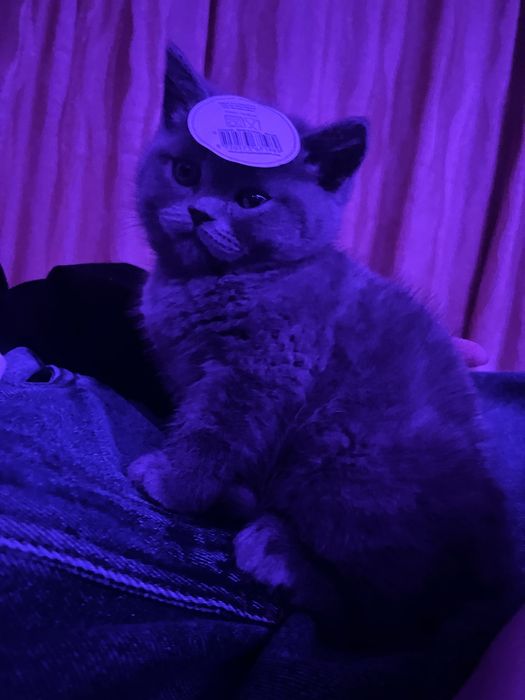 Pisoi British Shorthair