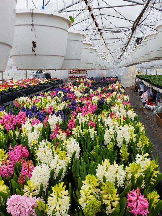 Zambile,primule ,ciclamen