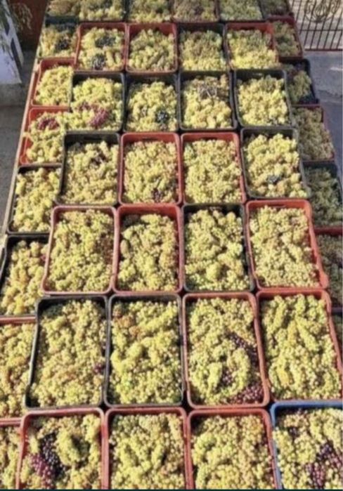 Struguri pentru vin producție 2026