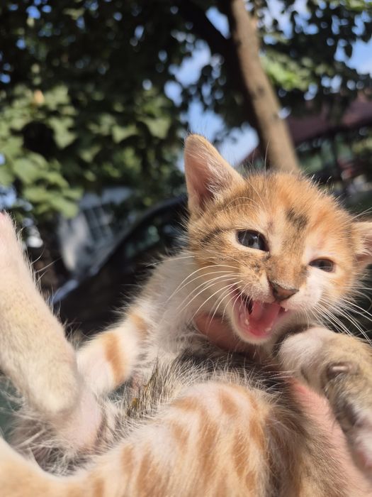 Adopție pui pisică