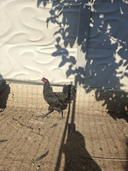 Vand cocosi Australop