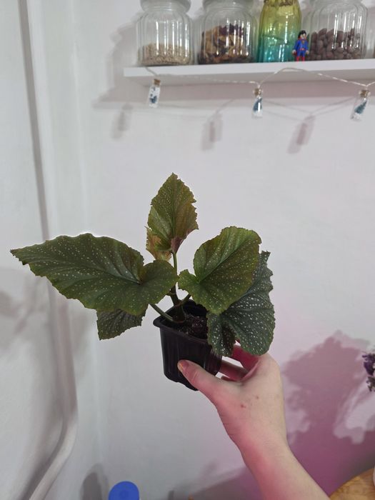 Продам комнатное растение - Бегония