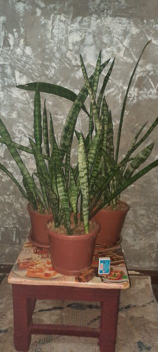 Сансевьера. Цветы для дома и офиса.
