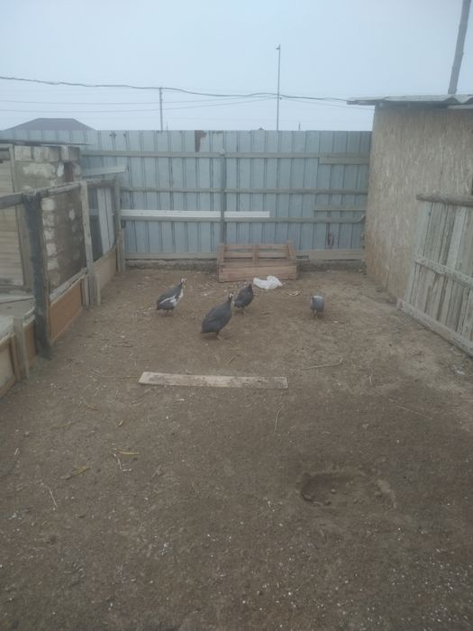 Цесарка сатылады