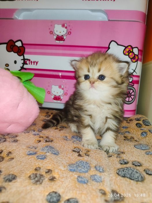 Продается Скоттиш страйт ХАЙЛЕНД