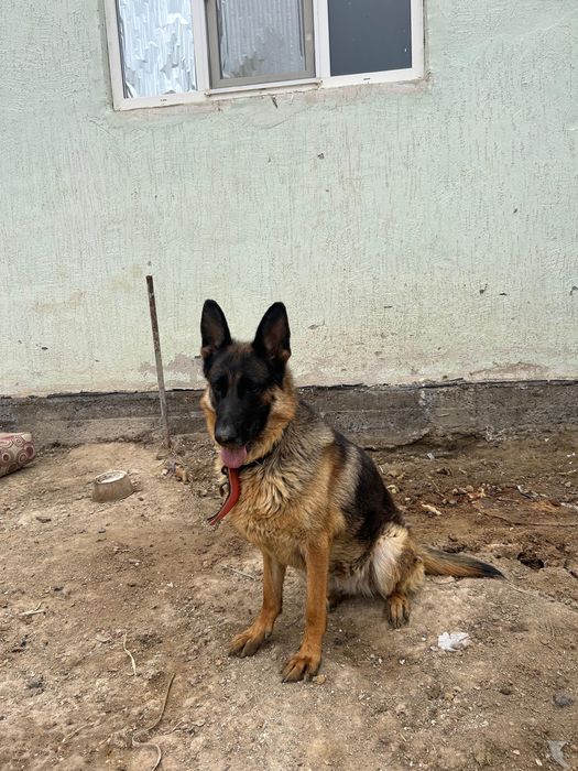 Немецкий овчарка