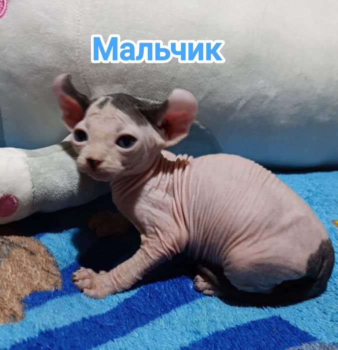 Сфинкс эльф котята