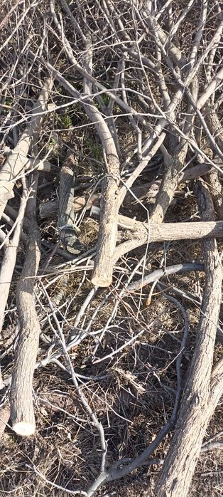 Ағаш отынға . Дрова