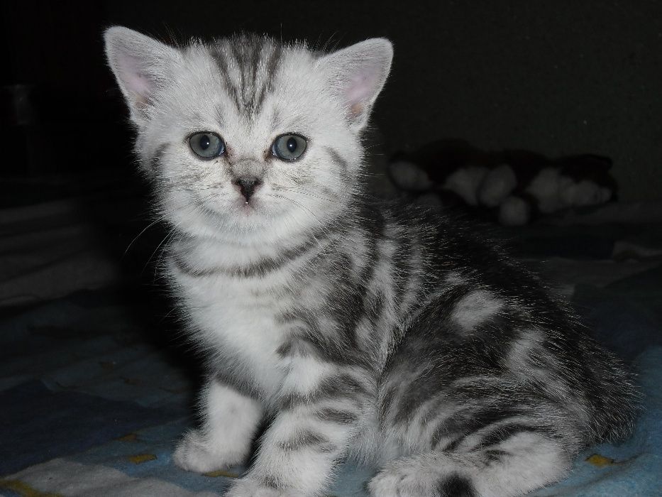 Разнообразные котята британцы.