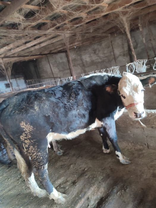 Коровы Коровы Коровы