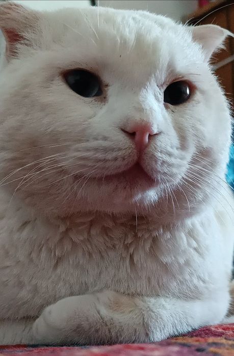 Продается Кот, порода Скотиш Фолд.