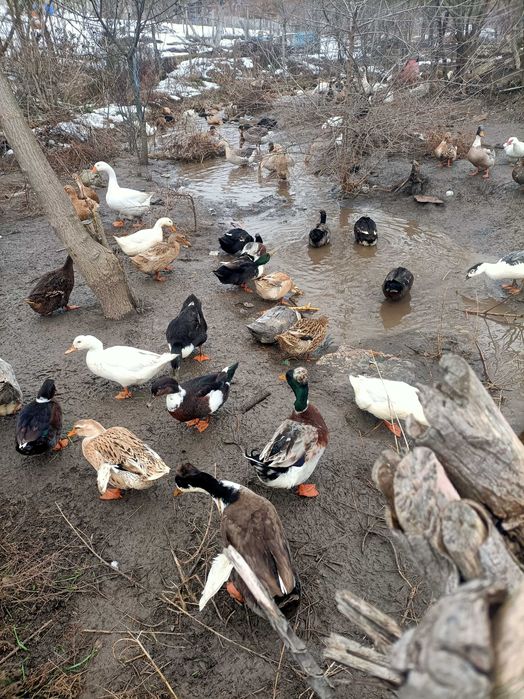 Oua de gasca si rata pentru incubat