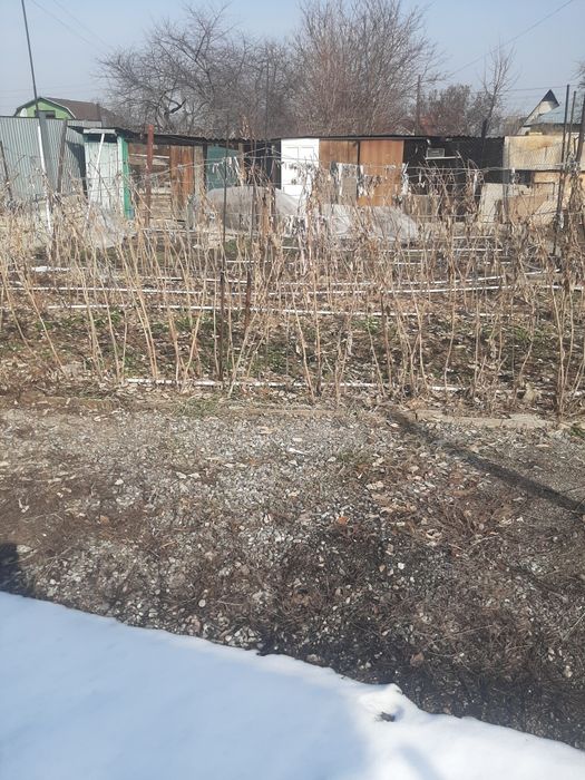 Смородина куст продам