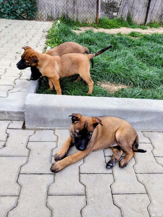 Белгийска овчарка