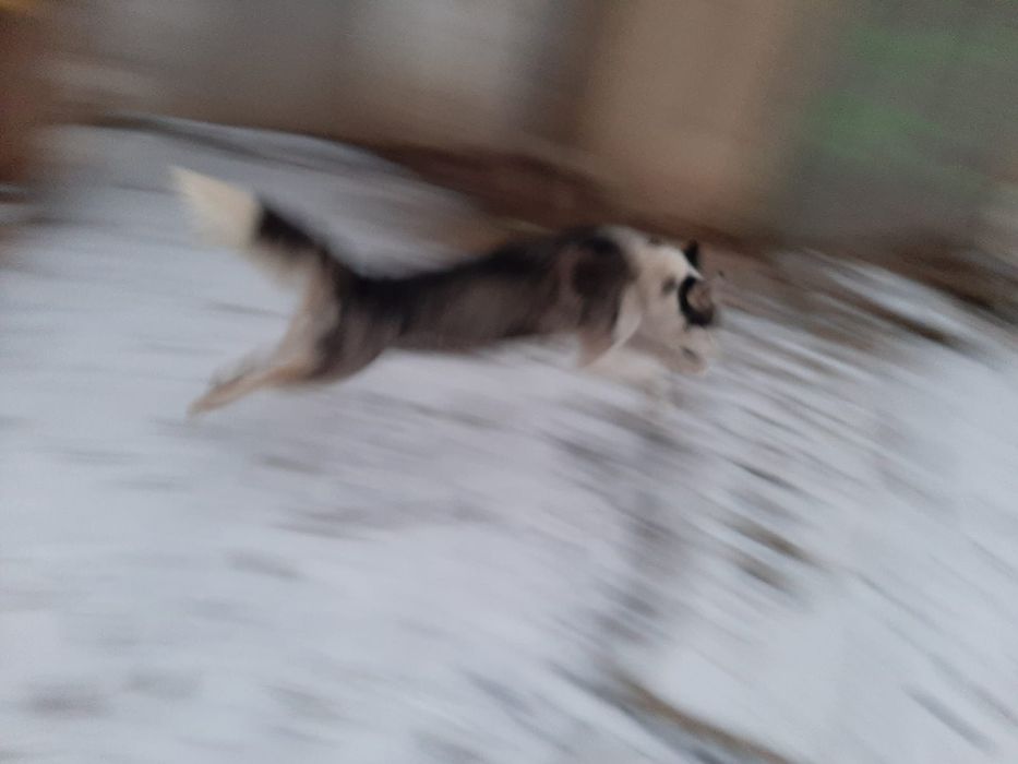 Oferta Husky Siberian, fetita, la un pret modest