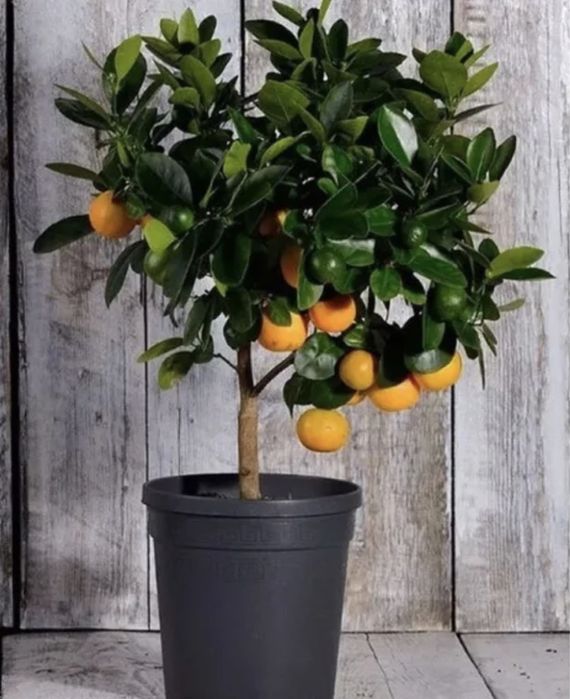 Цитрусовые деревья