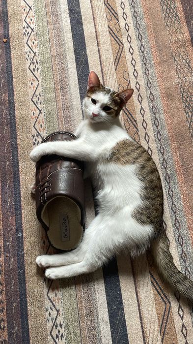 Котята, домашние