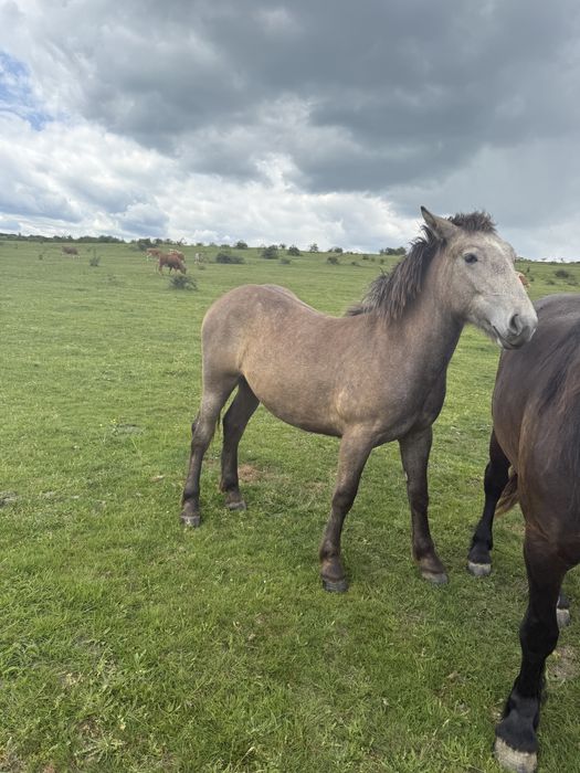 Vand sau schimb manza cu vaci/ oi sau 4x4