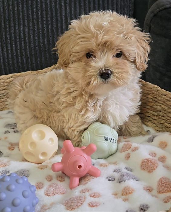 Пудел тийкъп /Малтипу Мaltipoo / Poodle toy