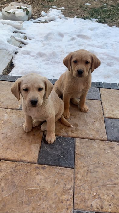 Продам лабрадоры