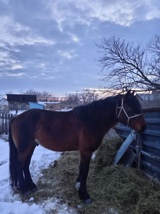 Айғыр 7 жас Жеребец 7 лет