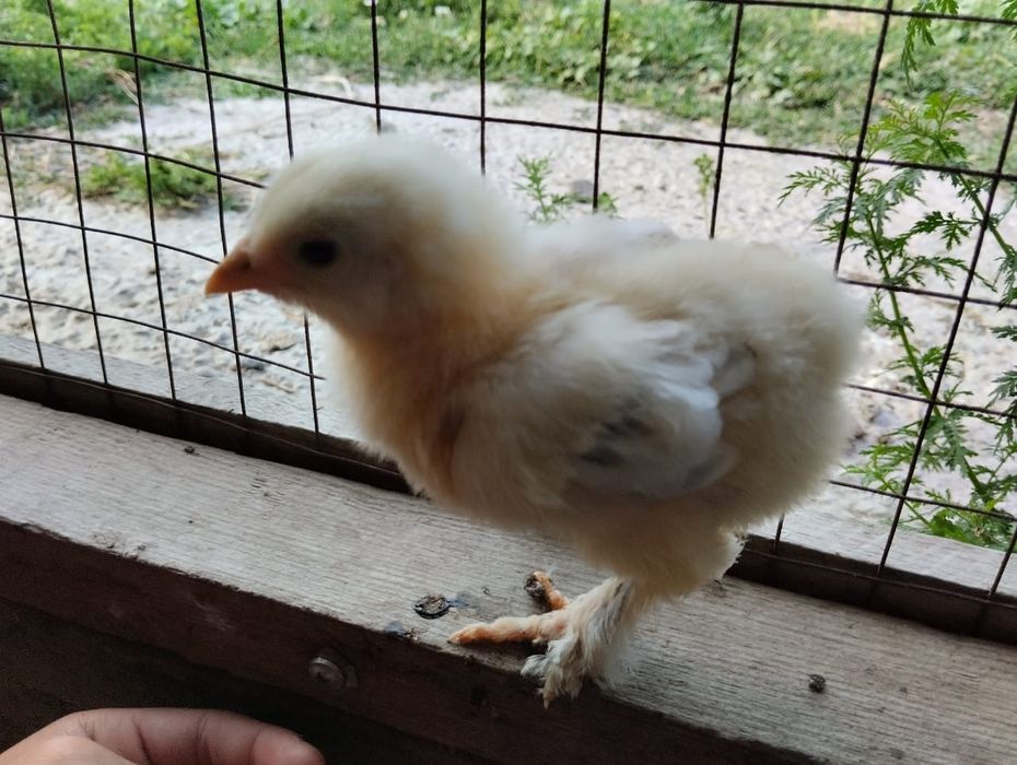 1 месячныеБрам цепленок оригинал