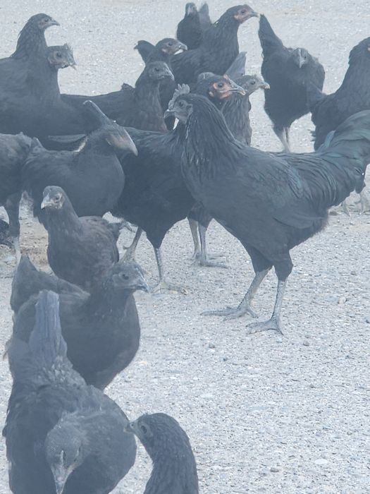 Uhayli toviqlar va hurozlari