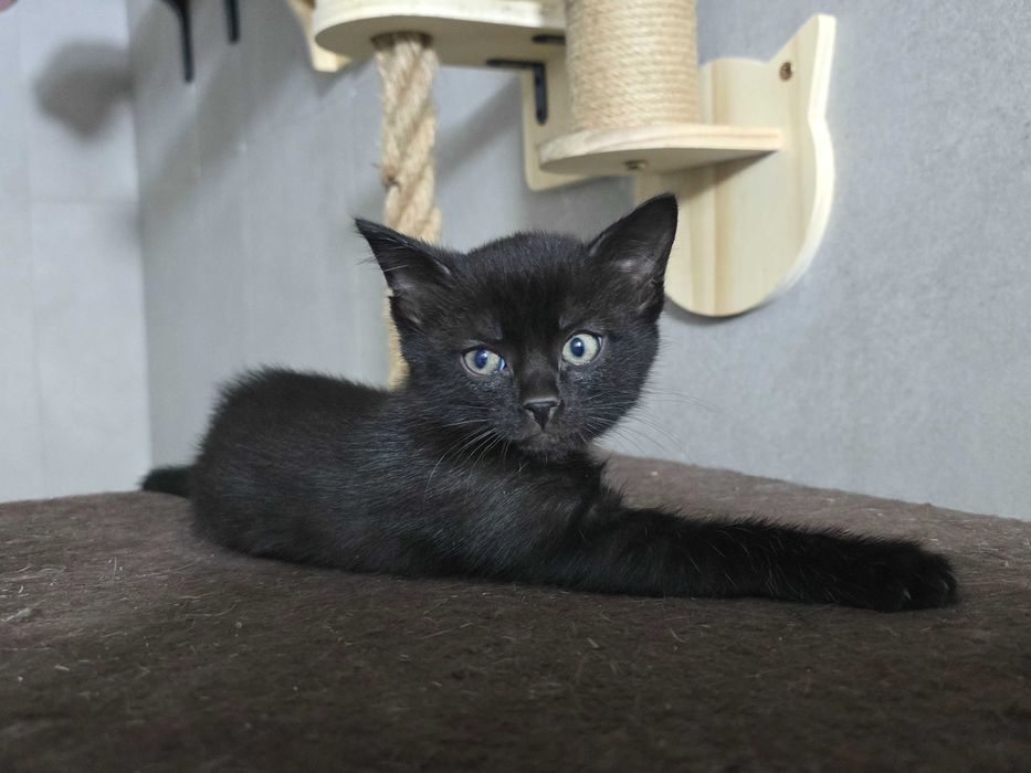 Котянок - оберег