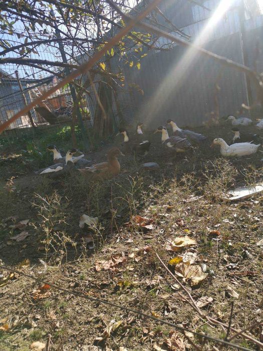 Animale de curte pentru vanzare urgent