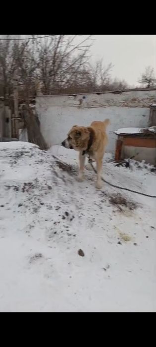 Алабай щенки алабаи