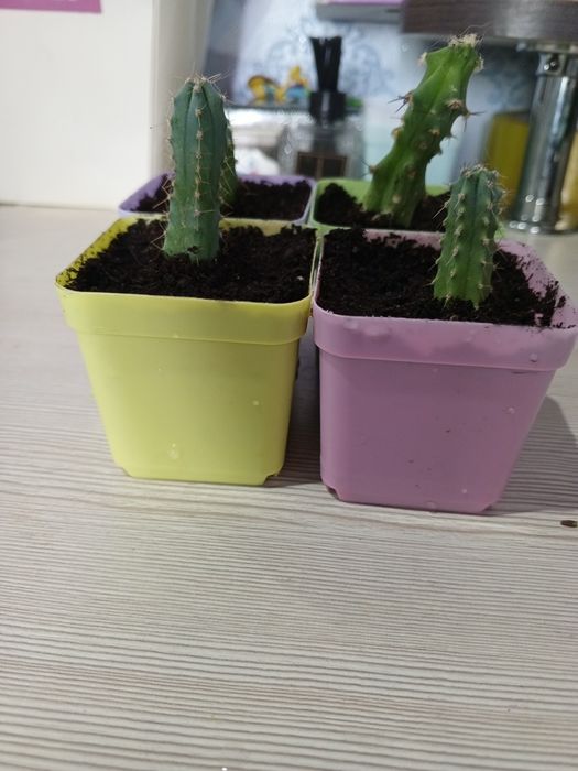 Мини-кактусы продам