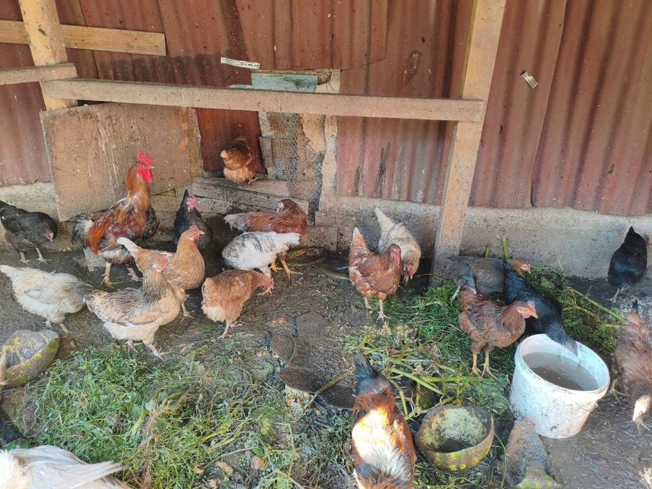 Продам курей молоток. Цена